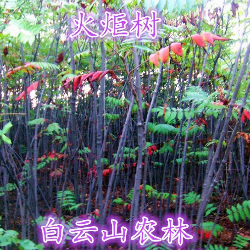 火炬树苗，红火炬盐肤木荒山绿化耐寒耐贫瘠