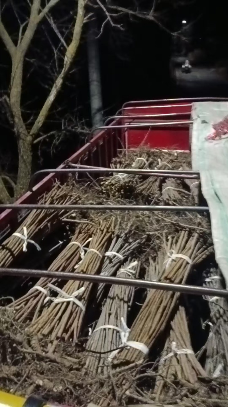 火炬树苗，红火炬盐肤木荒山绿化耐寒耐贫瘠