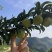 蜂糖李