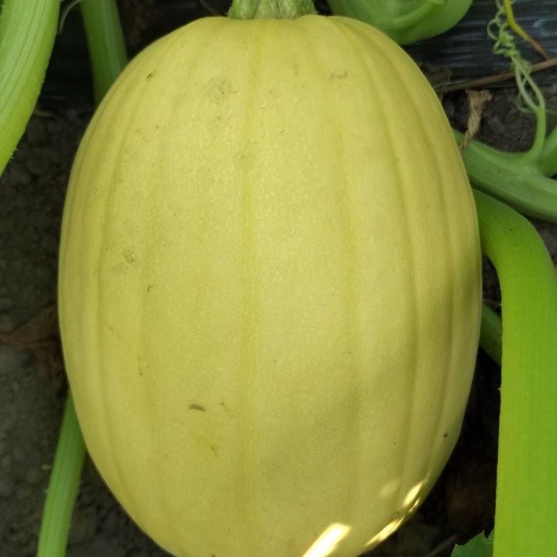 泗县金丝搅瓜