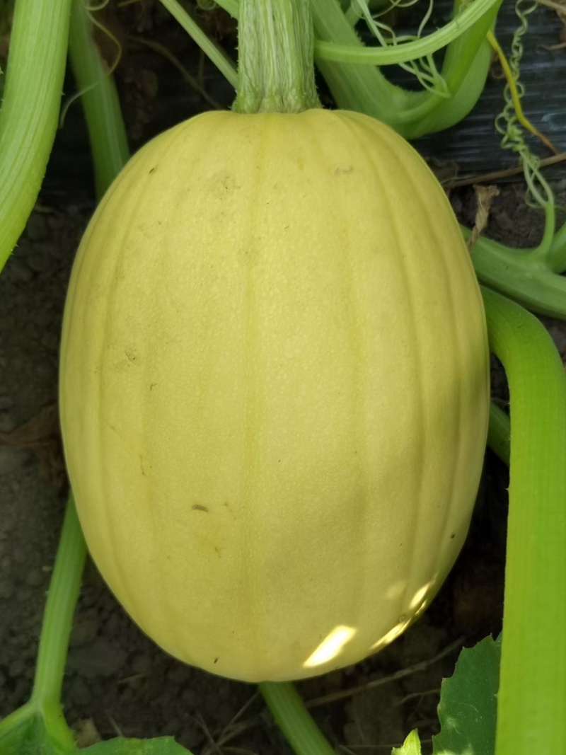泗县金丝搅瓜