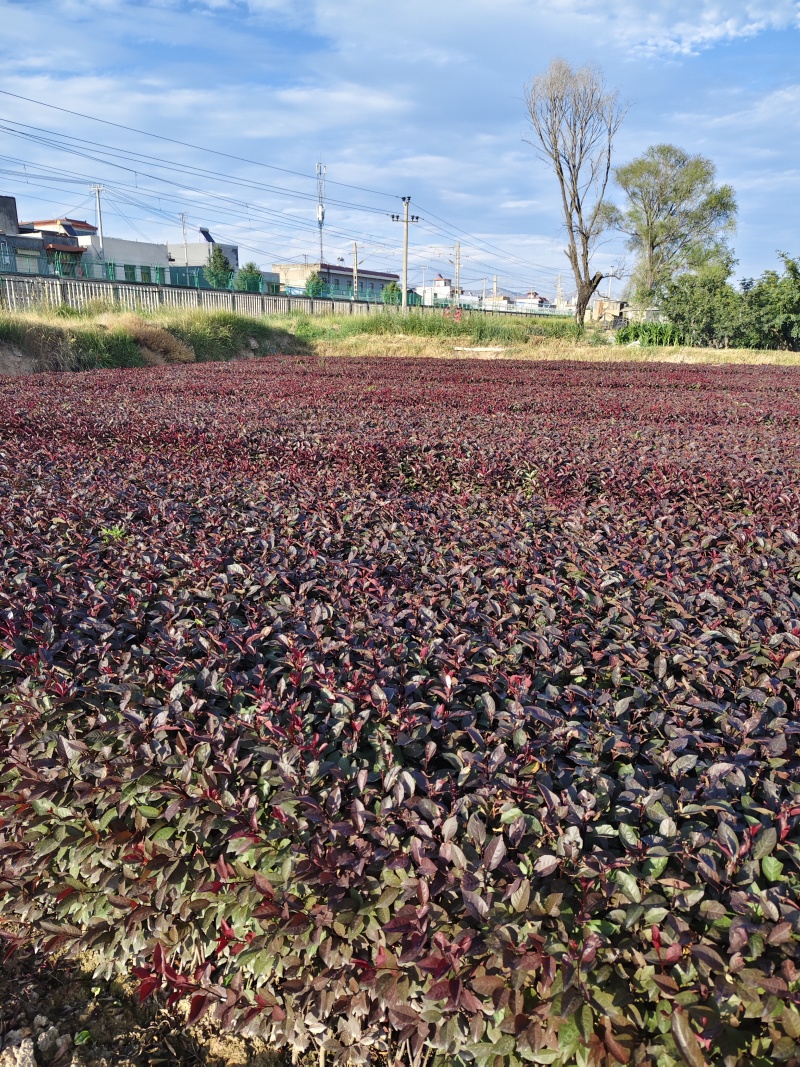 甘肃天水市甘谷县自产自销紫叶矮樱
