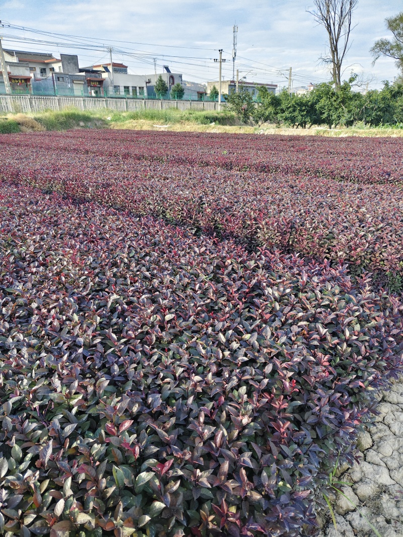 甘肃天水市甘谷县自产自销紫叶矮樱