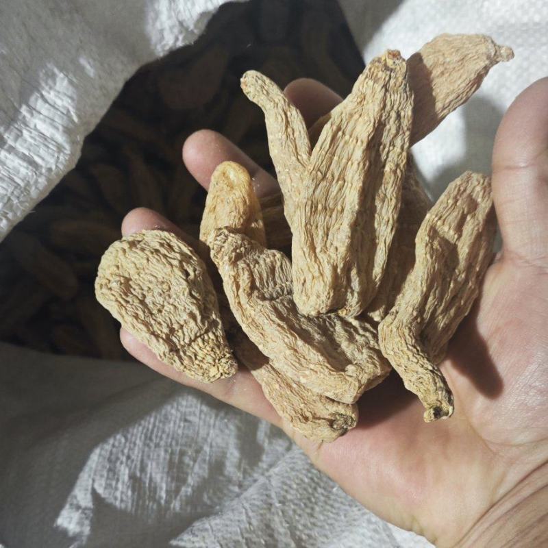 天麻大量供应
