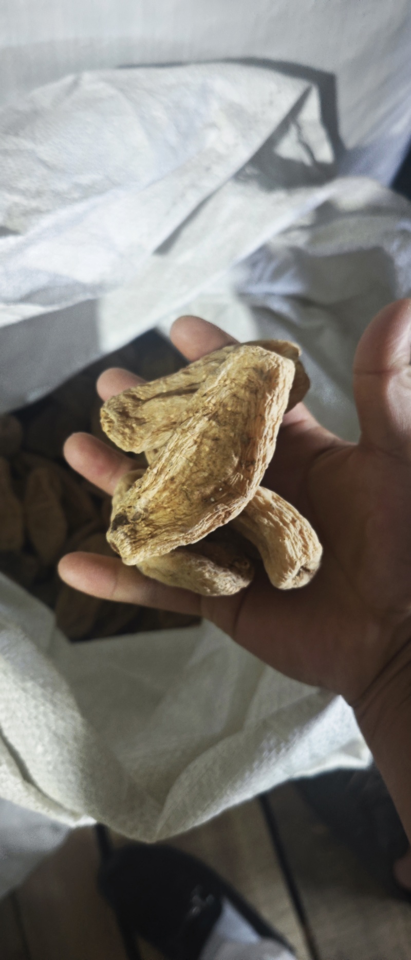天麻大量供应