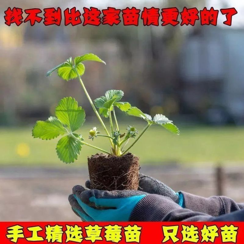 香野秧苗章姬草莓苗杯苗穴盘苗大田阳台庭院易种活各种草莓苗