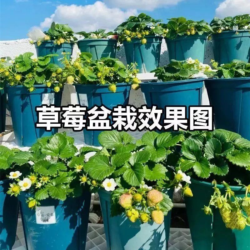 香野秧苗章姬草莓苗杯苗穴盘苗大田阳台庭院易种活各种草莓苗