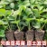 香野秧苗章姬草莓苗杯苗穴盘苗大田阳台庭院易种活各种草莓苗