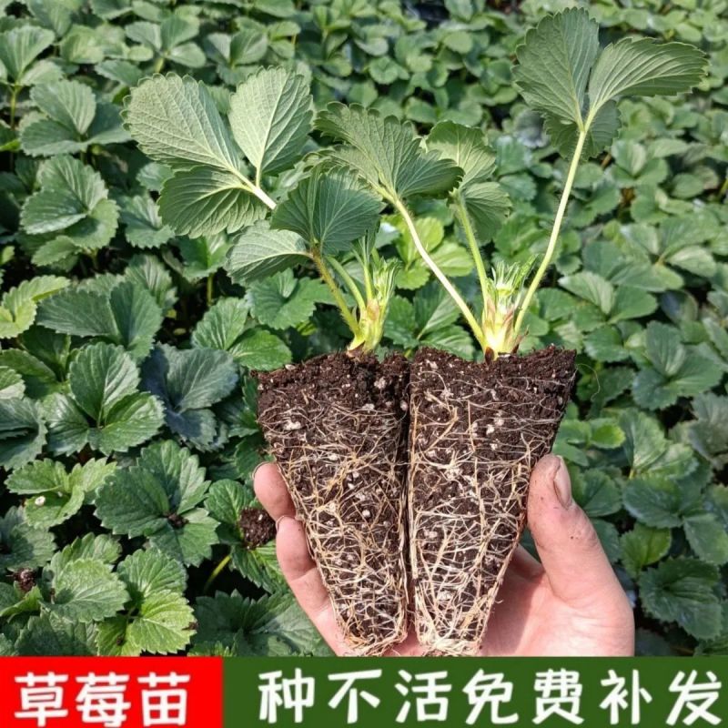香野秧苗章姬草莓苗杯苗穴盘苗大田阳台庭院易种活各种草莓苗