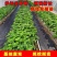 香野秧苗章姬草莓苗杯苗穴盘苗大田阳台庭院易种活各种草莓苗