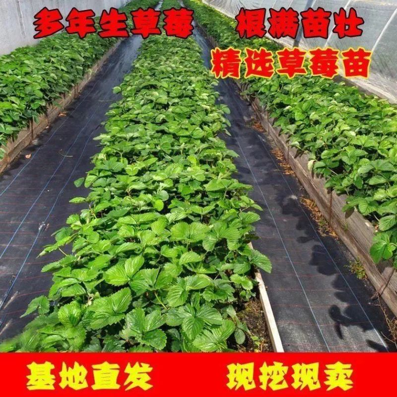 香野秧苗章姬草莓苗杯苗穴盘苗大田阳台庭院易种活各种草莓苗