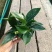 绿公主盆栽