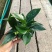 绿公主盆栽
