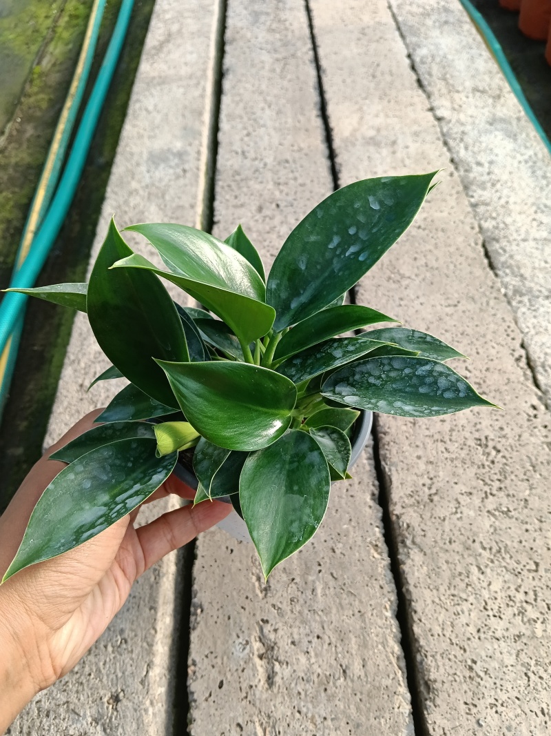 绿公主盆栽