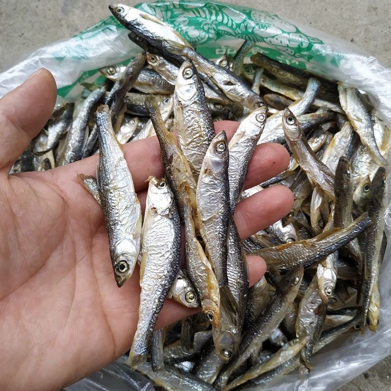 小白条亮白条鱼干蓝刀鱼干烟熏烘干