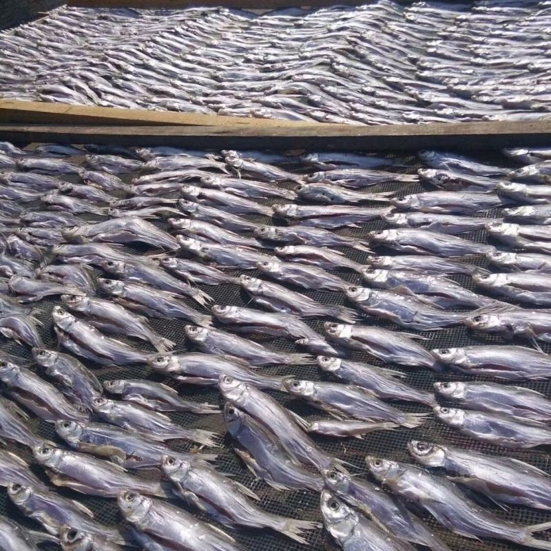 包邮）风干翘嘴鱼低盐腌制不咸不淡刚刚好餐条鱼干家乡