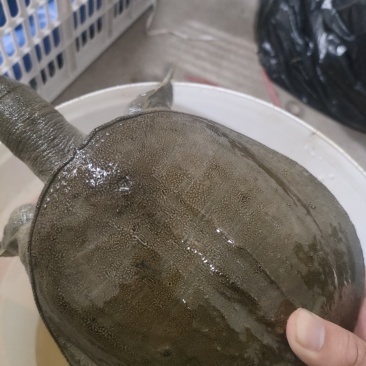 外塘生态甲鱼