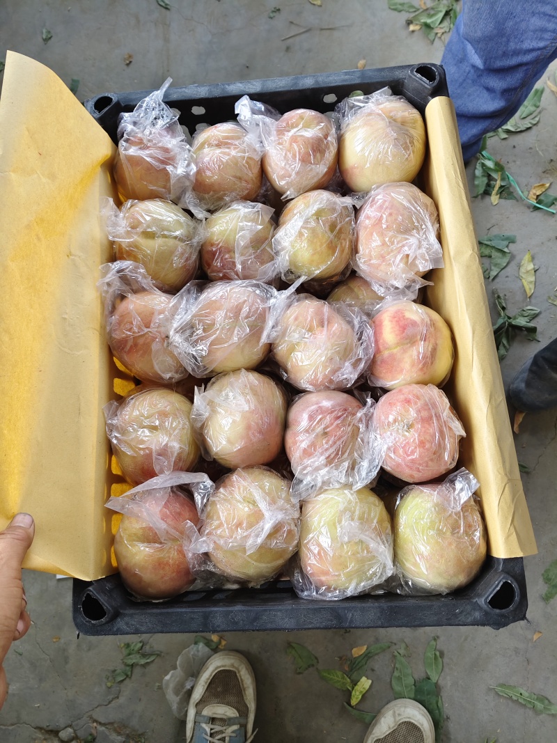 山西红不软系列毛桃有名，燕川红，秦王耐运
