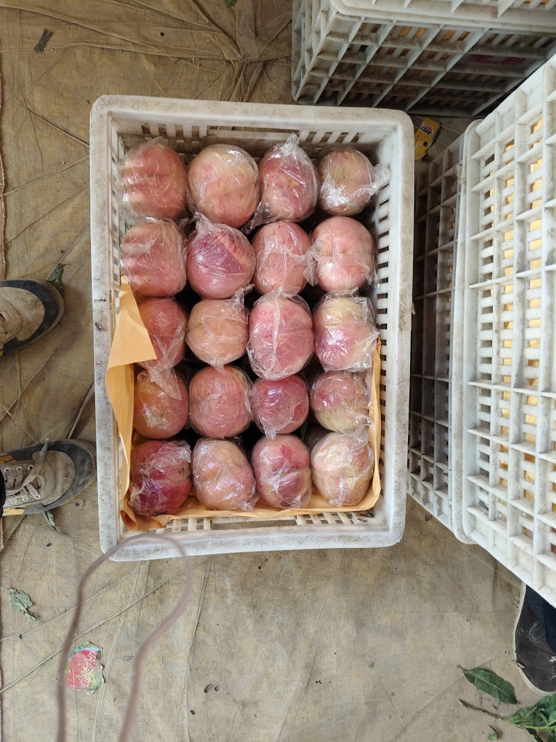 山西红不软系列毛桃有名，燕川红，秦王耐运