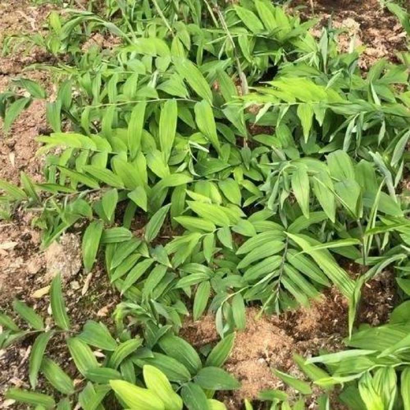 多花倒苗黄精种苗基地培育存活率高欢迎来电合作