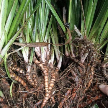 石菖蒲湖南基地培育存活率高欢迎来电合作价格优惠