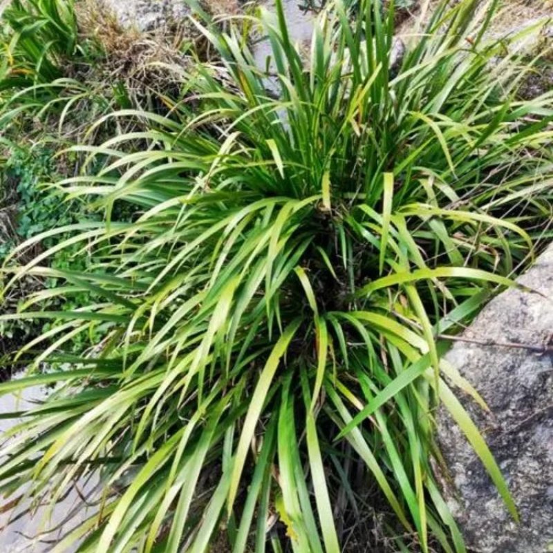 石菖蒲湖南基地培育存活率高欢迎来电合作价格优惠