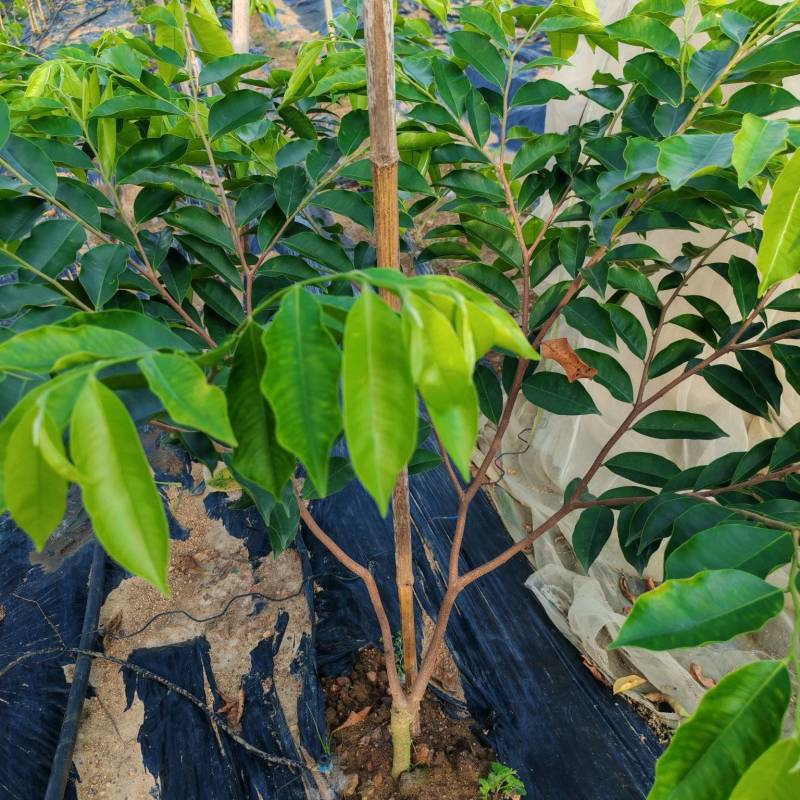 虎斑二号沉香树苗奇楠沉香苗大量供应基地直发可视频看