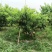 阳山水蜜桃