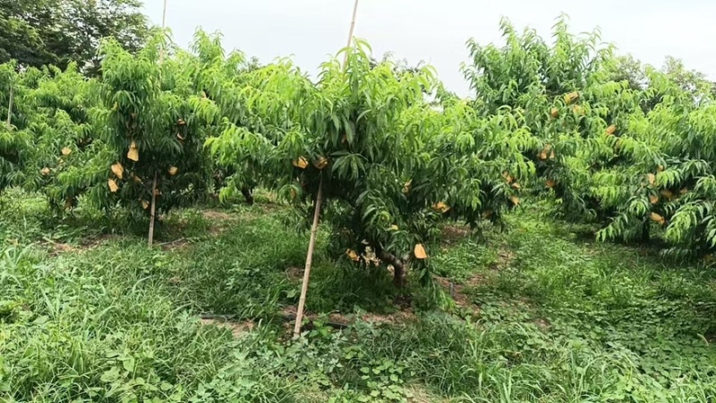 阳山水蜜桃