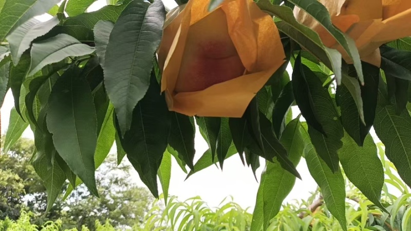阳山水蜜桃