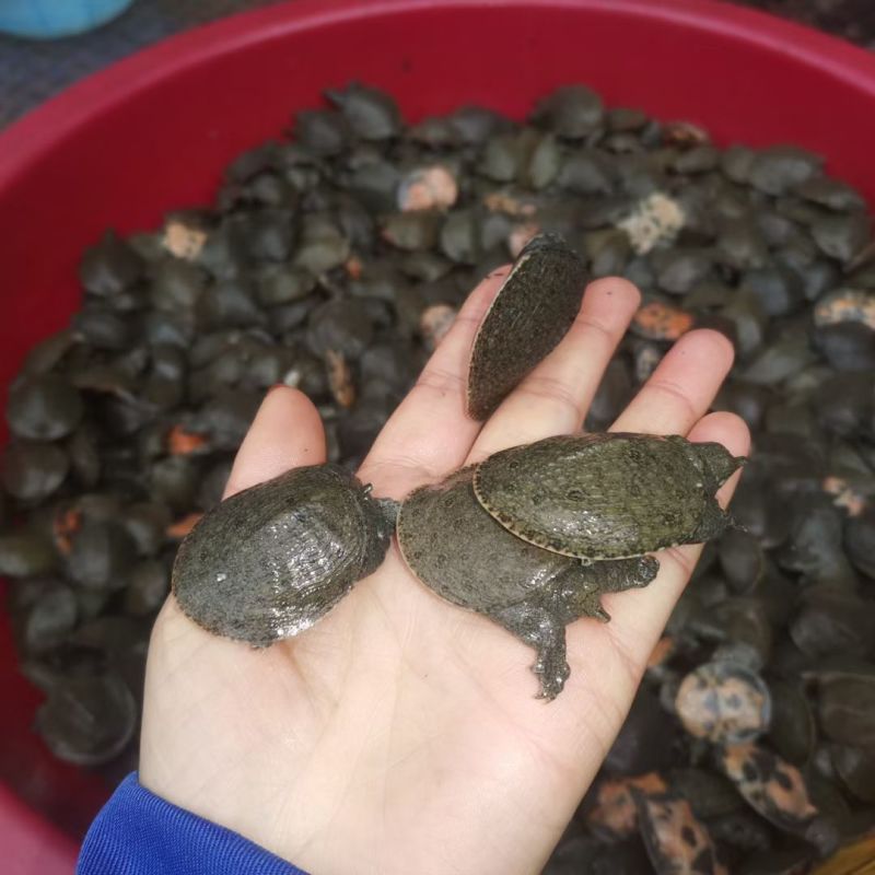 产地直发，江西外塘冷水生态甲鱼苗
