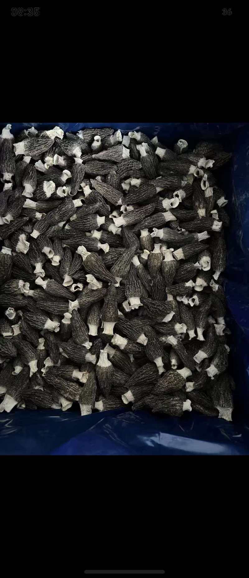 羊肚菌，产地发货，各种尺寸大小，精品通货，视频看过