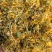 精品纯野生大毛花无硫花香，品质保证，一手货源