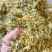 精品纯野生大毛花无硫花香，品质保证，一手货源