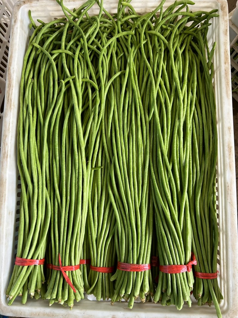 长豆角20厘米以上