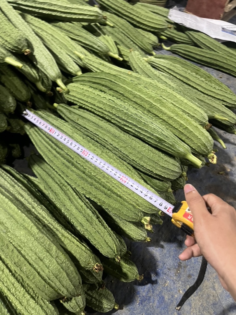 产地直发八角丝瓜量大从优