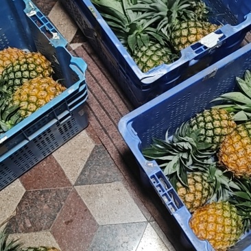 菠萝
