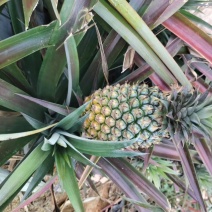 云南金钻凤梨