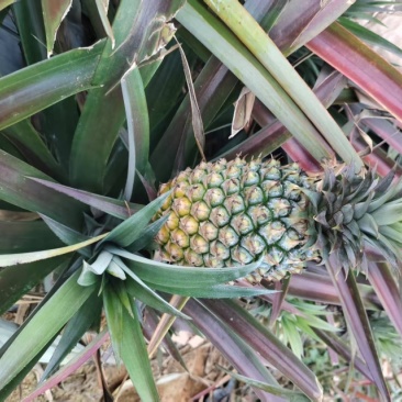 云南金钻凤梨