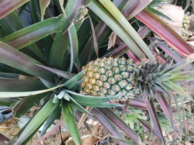 云南金钻凤梨
