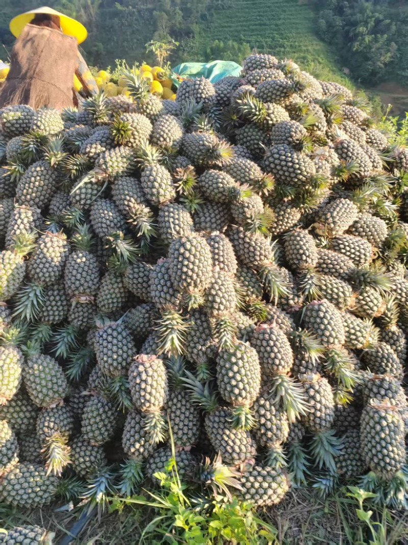 云南金钻凤梨