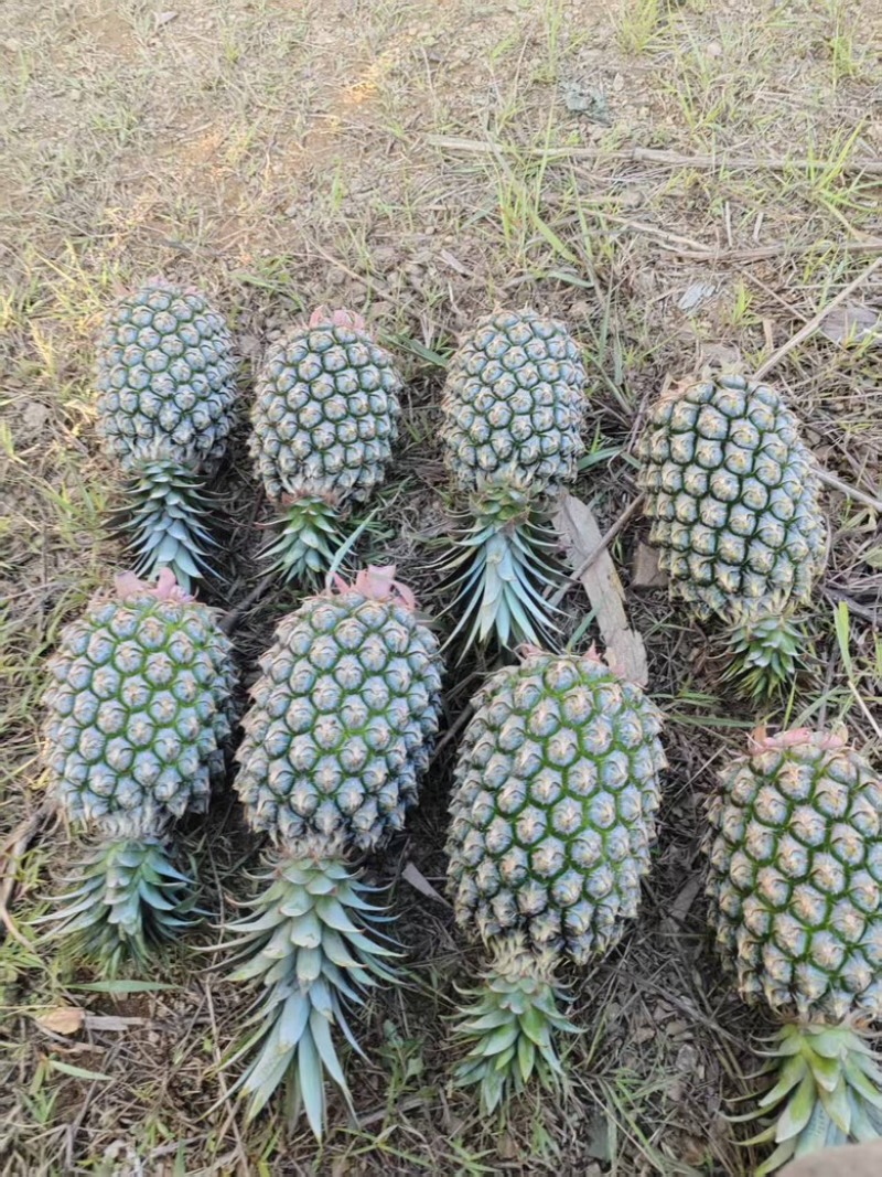 云南金钻凤梨
