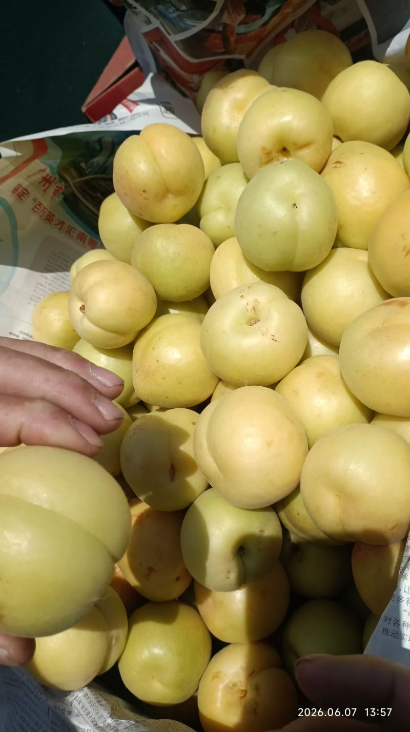 香白杏银白杏大量上市现货需要的联系