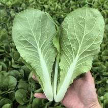 快菜小白菜基地直供，常年有货，代发/代办一条龙服务