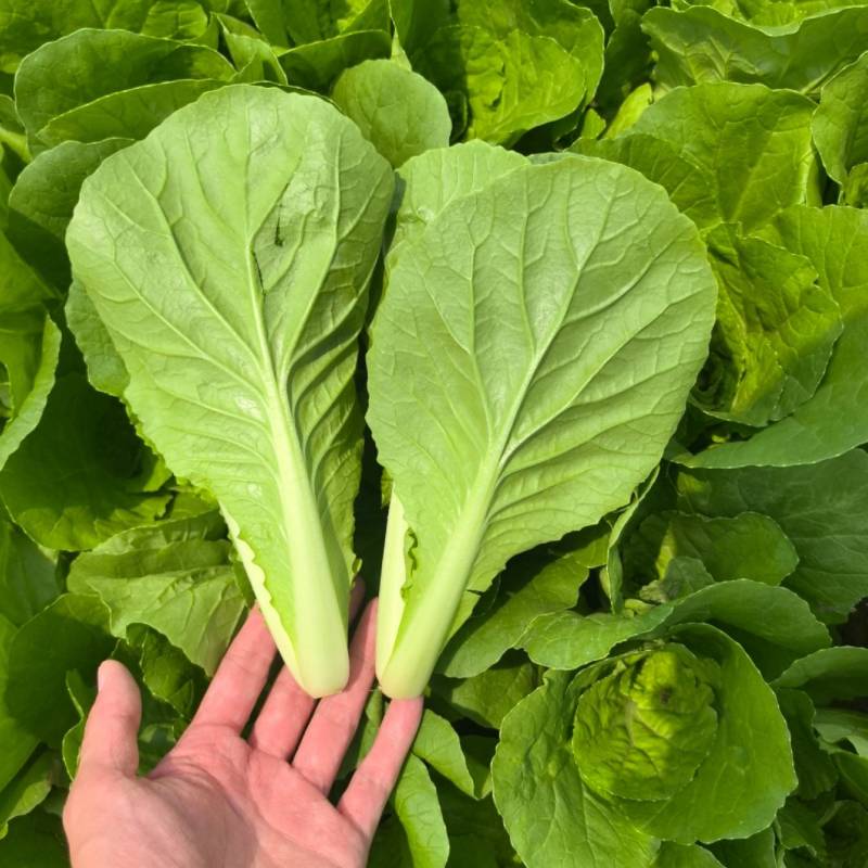 精品快菜/毛白菜产地常年供应代收代发量大价格便宜