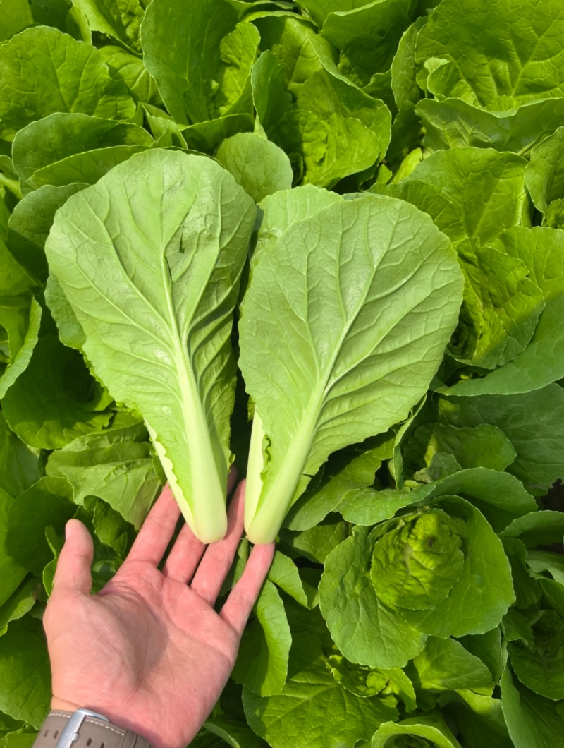 快菜《安徽快菜》基地直供/打冷包装一条龙服务常年有货