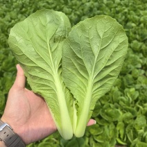 快菜《安徽快菜》基地直供/打冷包装一条龙服务常年有货