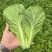 快菜《安徽快菜》基地直供/打冷包装一条龙服务常年有货