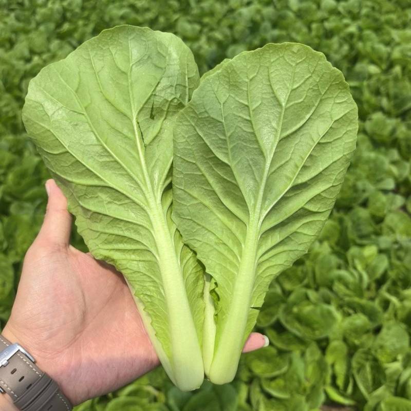 快菜《安徽快菜》基地直供/打冷包装一条龙服务常年有货