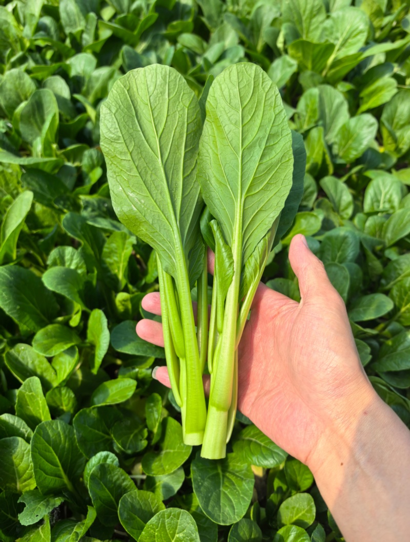 迟菜心广东油菜心产地直供货源充足常年有货一条龙